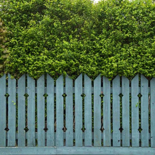 Fence-1024x683