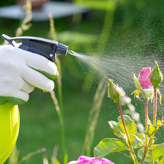 Close-up hands female spray gardening plant roses