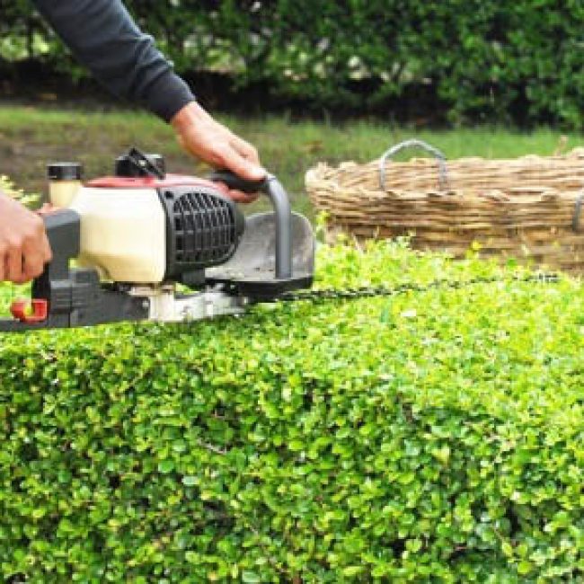 Tree & Bush Trimming