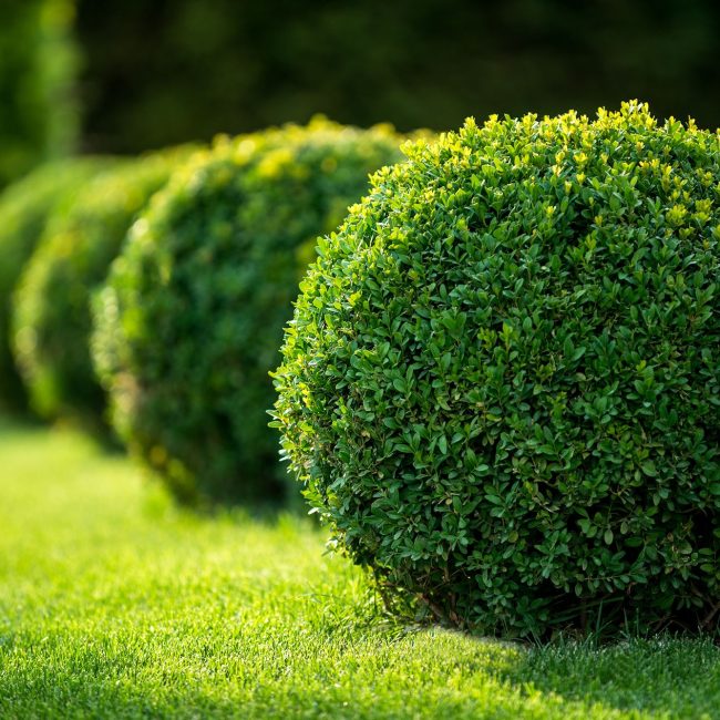 Tree & Shrub Care